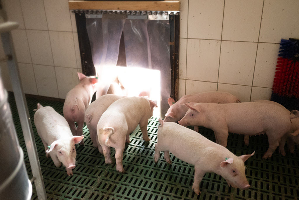 Ferkel erkunden die Klappe zwischen Schweinestall und Stroh-Auslauf