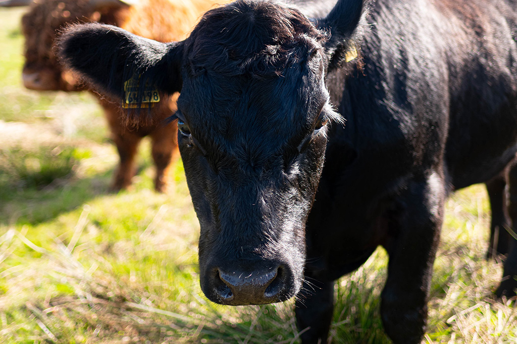 Rinder auf einer Weide