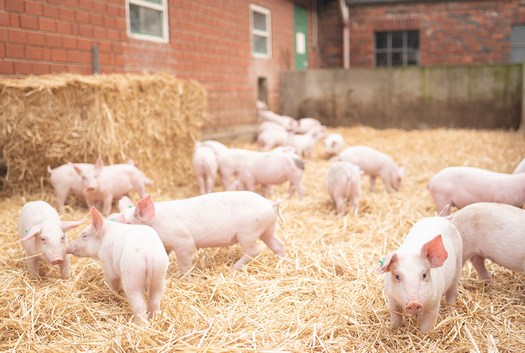 Ferkel im Stroh-Auslauf