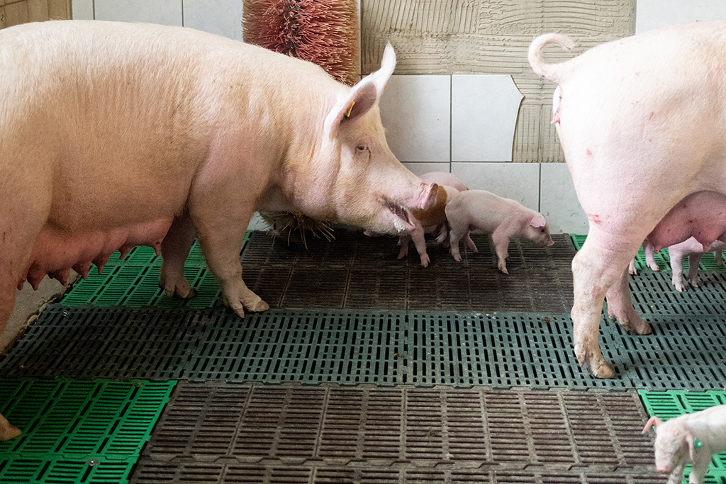 Sauen mit ihren Ferkeln