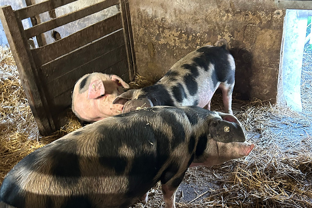 Bunte Bentheimer Schweine im Stall