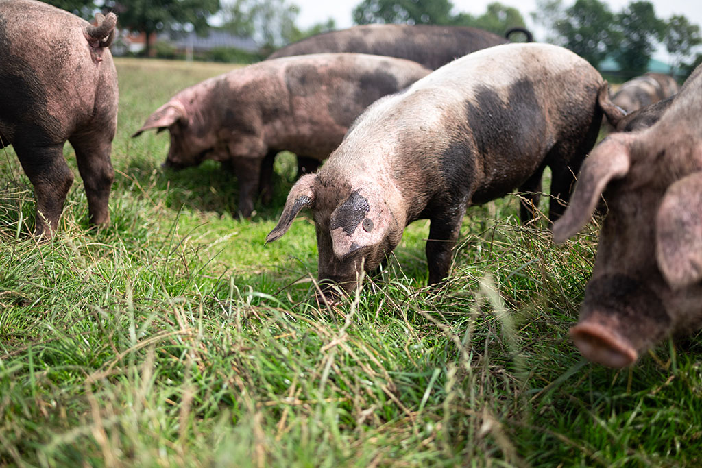 Bunte Bentheimer Schweine auf Weide