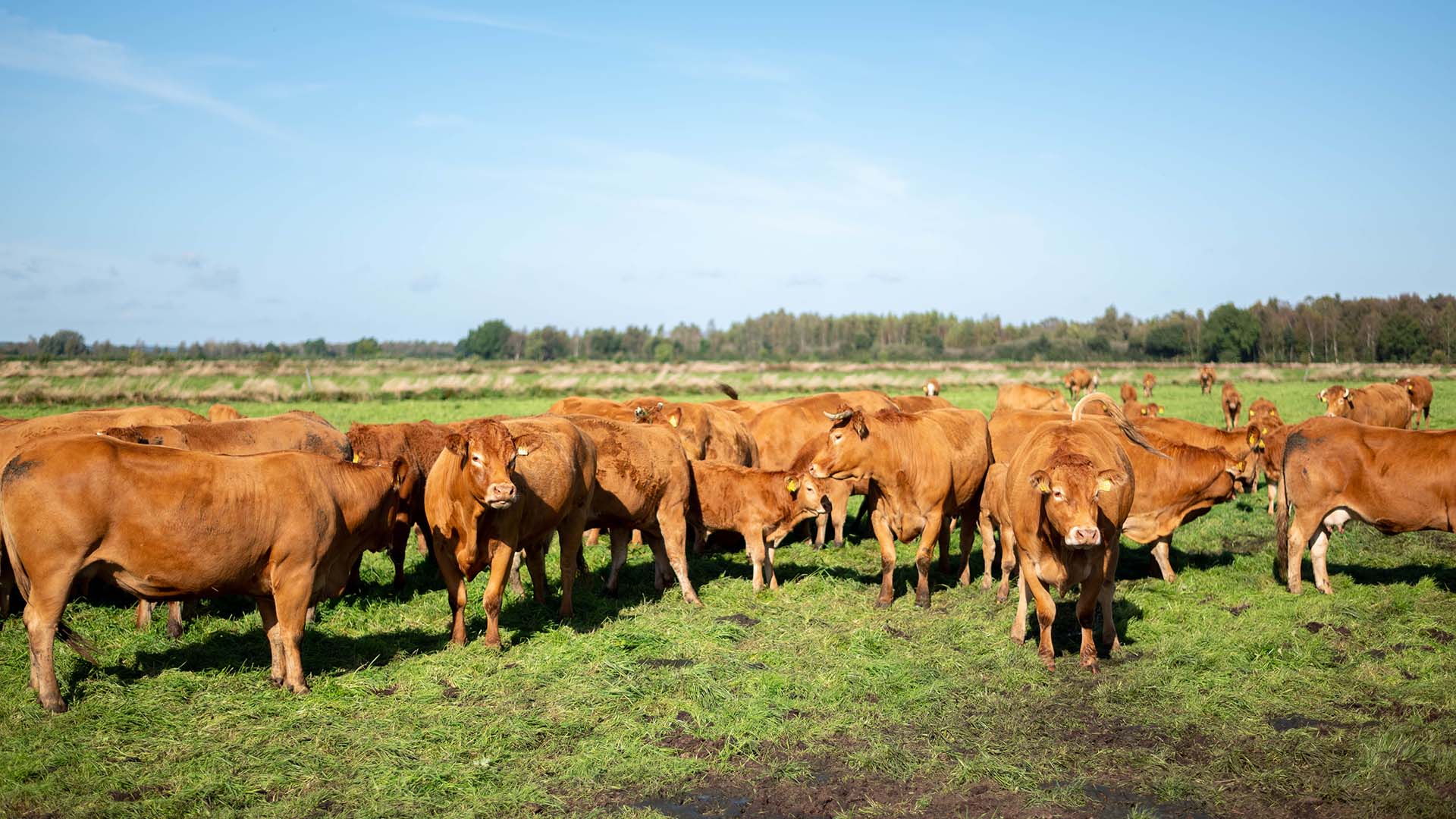 Rinder auf einer Weide