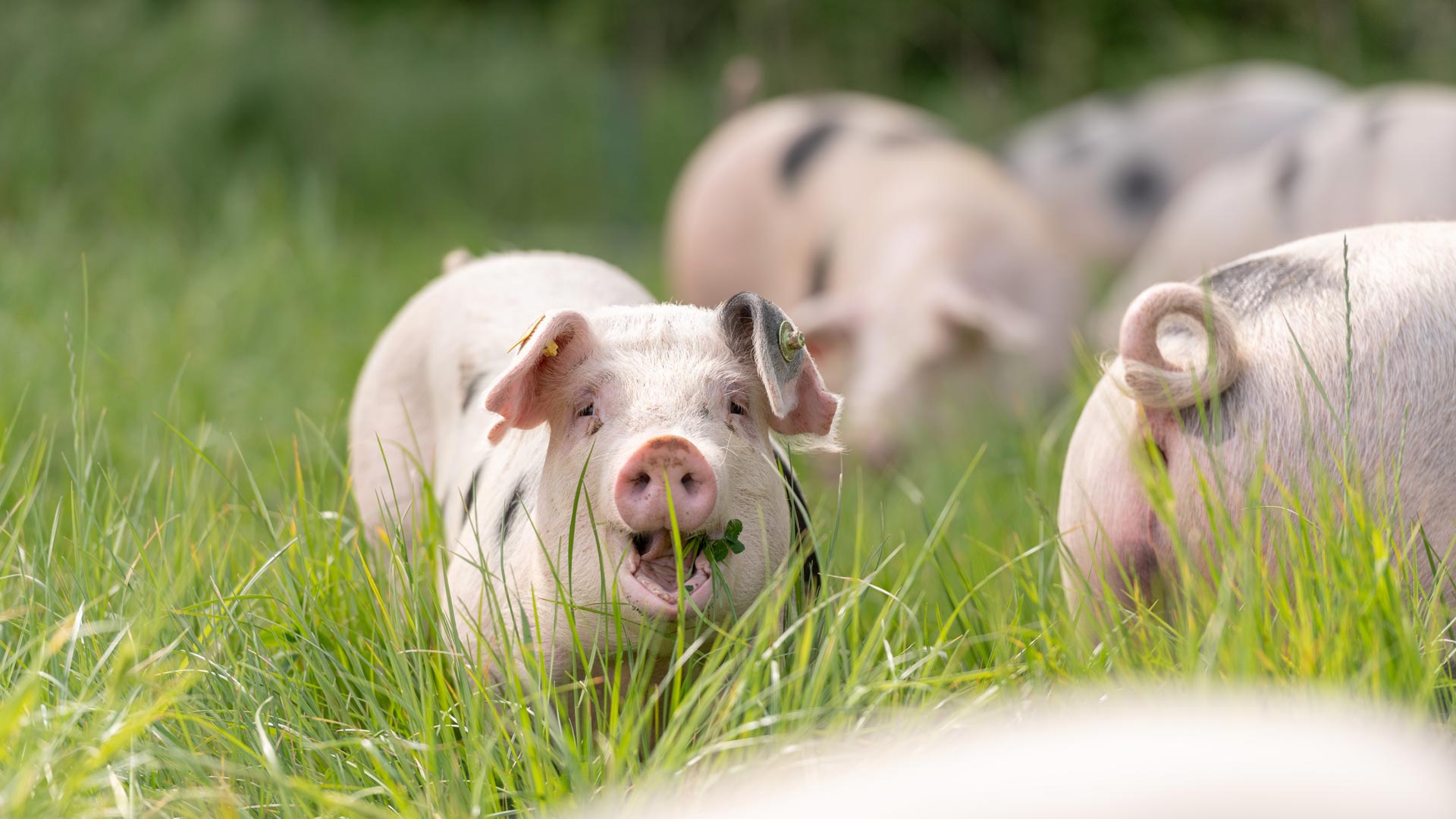 Schweine auf Schweineweide