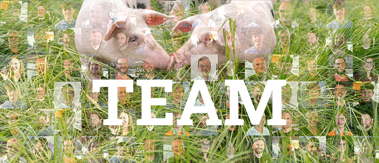 Wort „Team“, zwei Schweine auf Weide, der Hintergrund des Bildes besteht aus Miniatur-Bildern des Kalieber-Teams