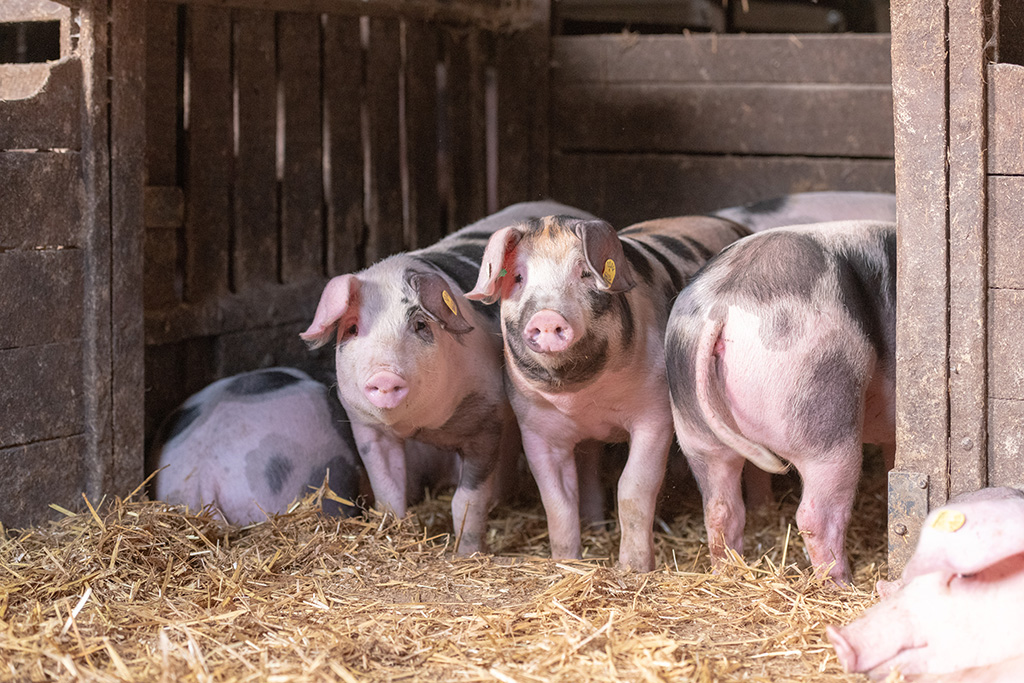 Buntes Bentheimer Schwein von Kalieber