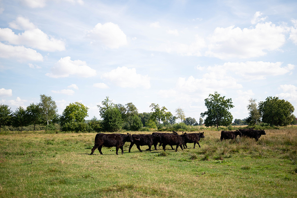 Rinder auf einer Weide