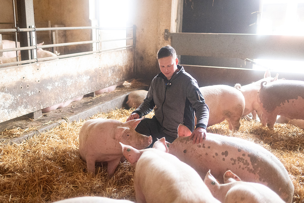 Landwirt zwischen Schweinen im Strohstall