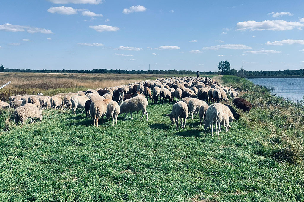 Schafe in Hütehaltung