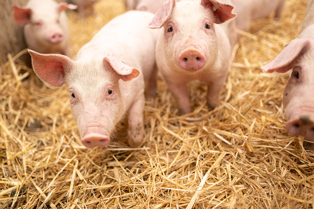 Ferkel im Stroh
