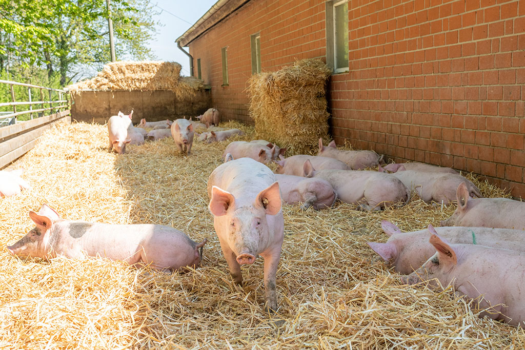 Schweine im Stroh-Auslauf