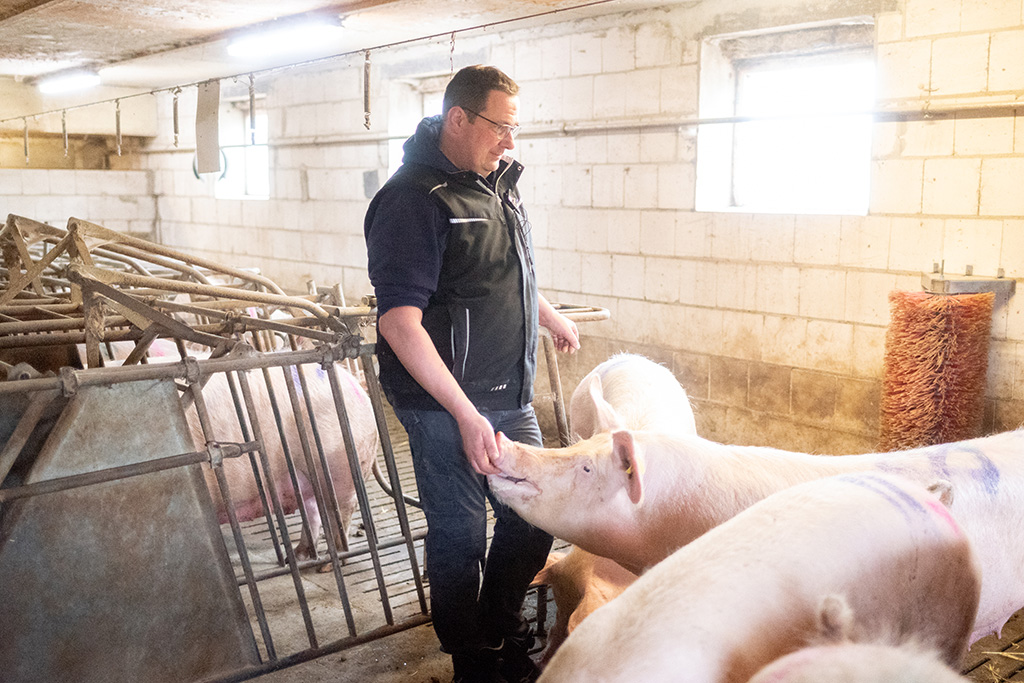 Landwirt im geräumigen Sauenstall