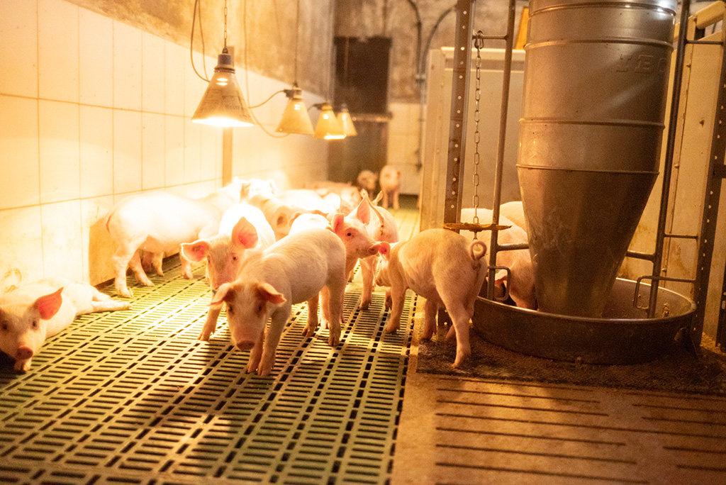 Ferkel im geräumigen Ferkelstall