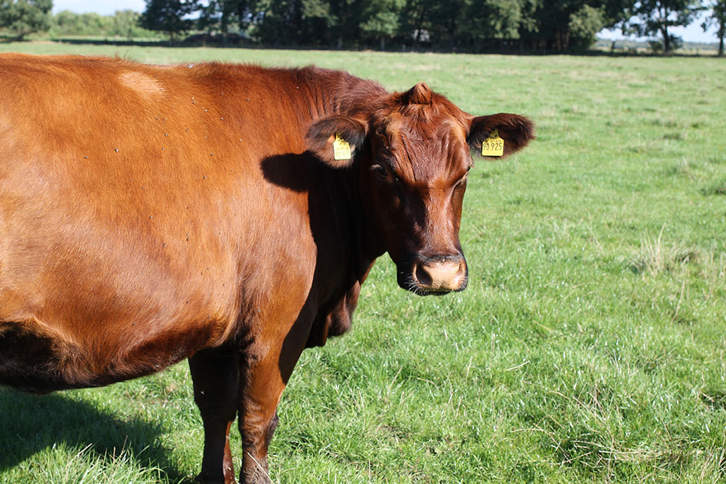 Angus-Rind auf Weide