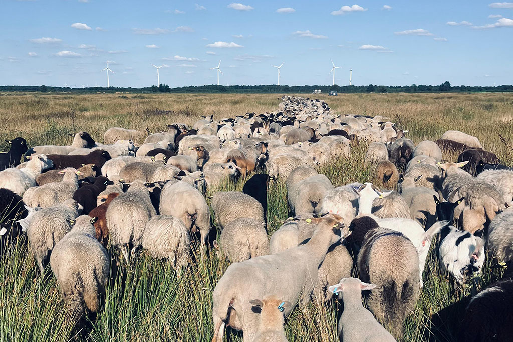 Schafe in Hütehaltung