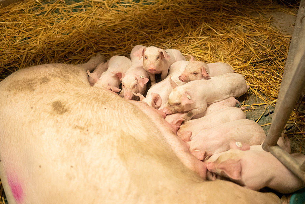 Sau säugt ihre Ferkel