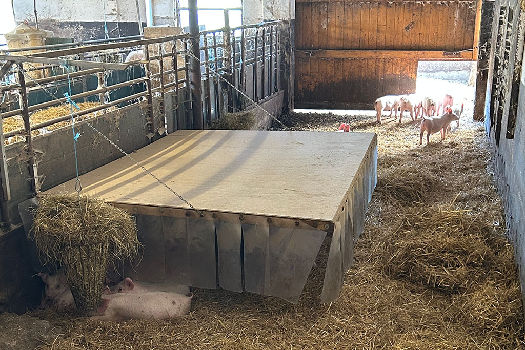 Ferkel im Innenbereich auf Stroh