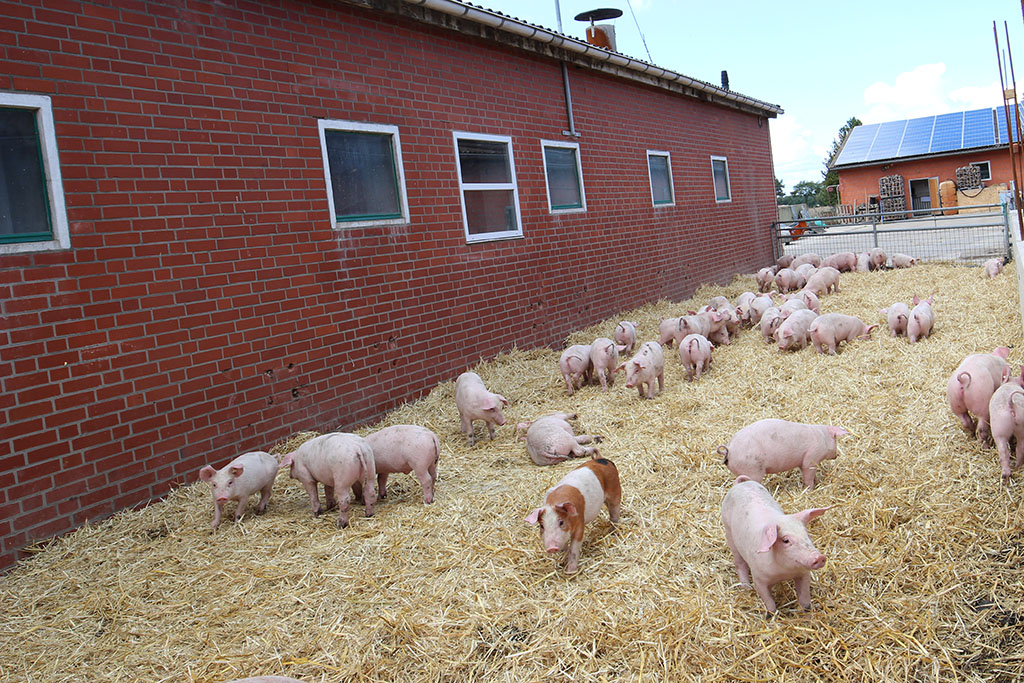Aktivstall-Ferkel in einem Auslauf mit Stroh