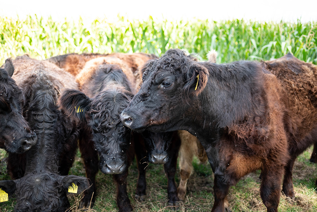 Galloway-Rinder in Weide