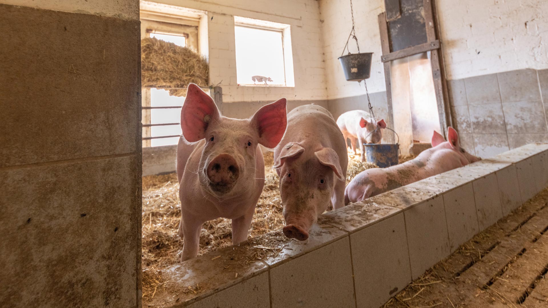 Kalieber Aktivstall-Schwein