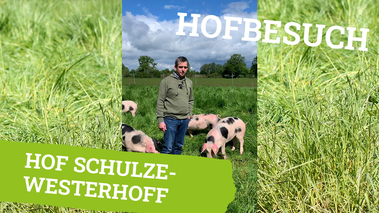 Landwirt auf Weide mit Schweinen