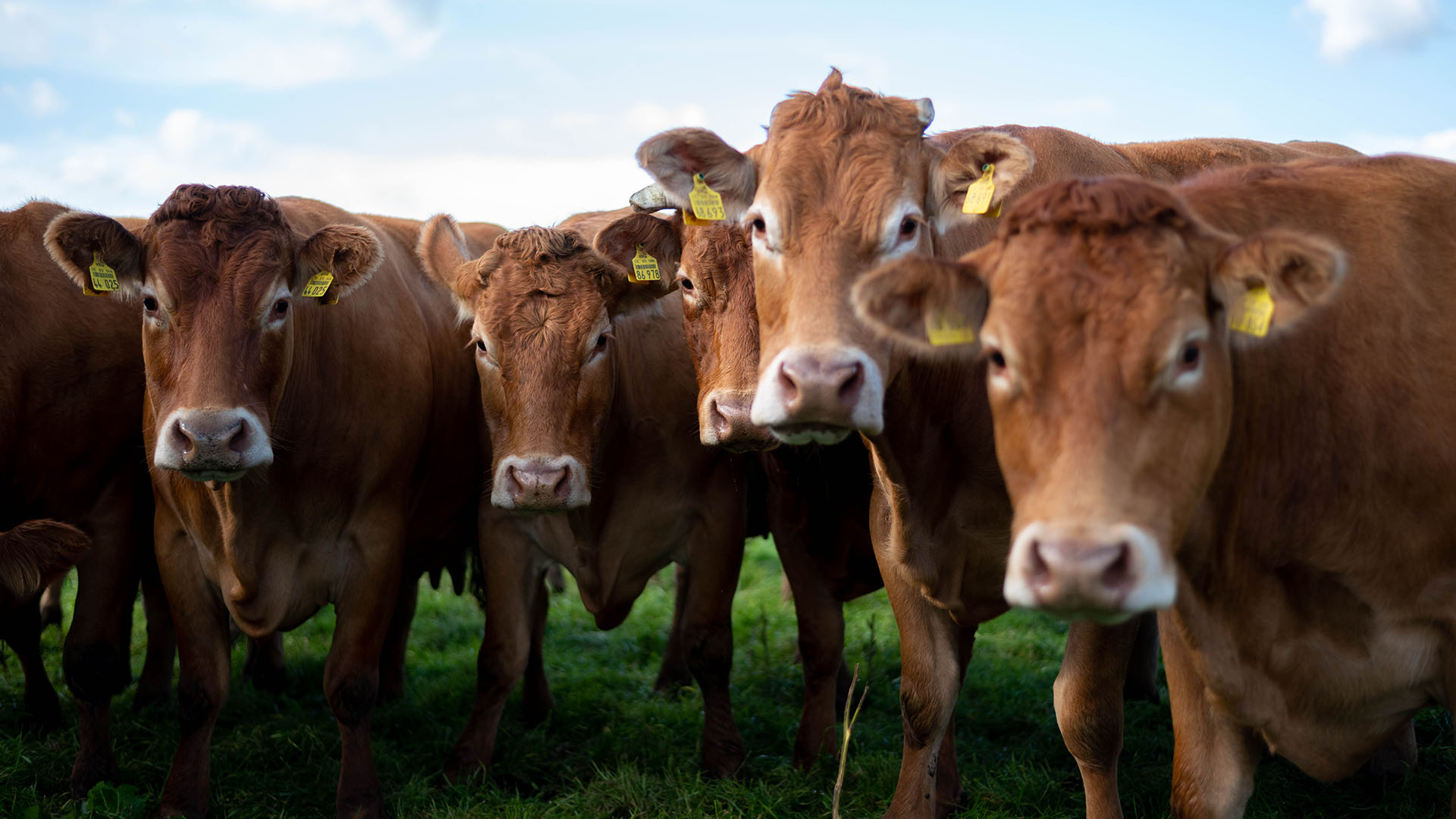 Rinder auf einer Weide