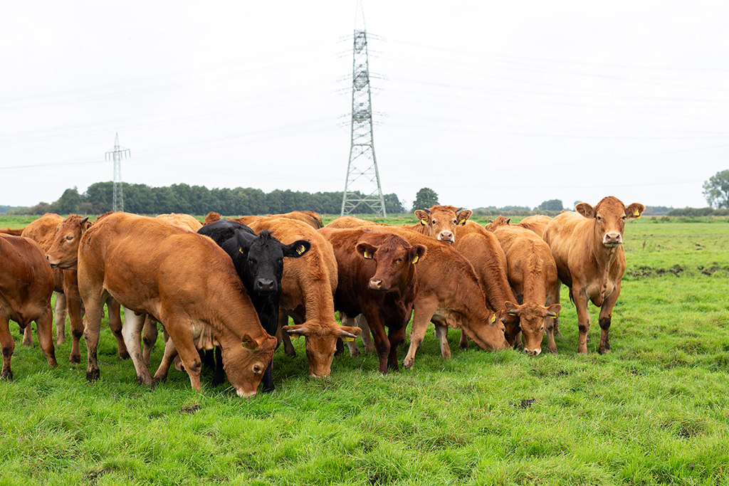 Galloway- und Limousin-Rinder auf Weide