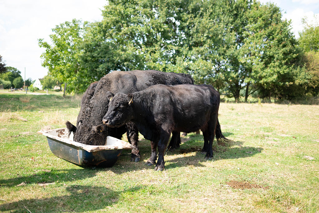 Rinder auf einer Weide