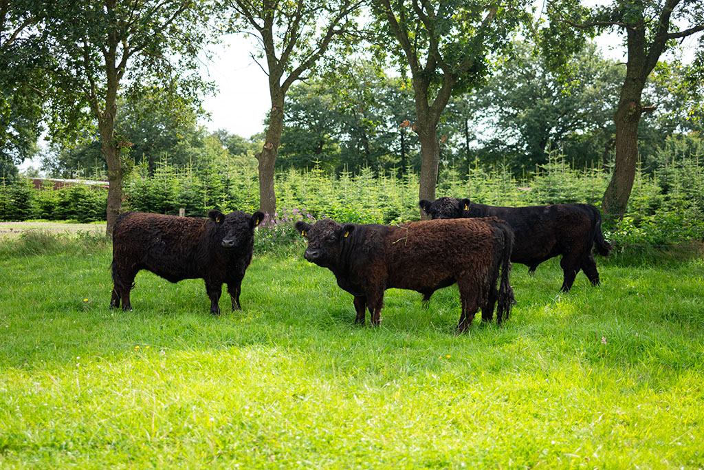 drei Galloway-Bullen auf Weide