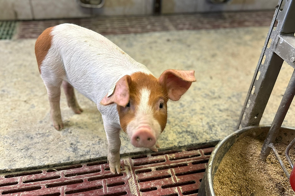 Ferkel im Aktivstall für Schweine
