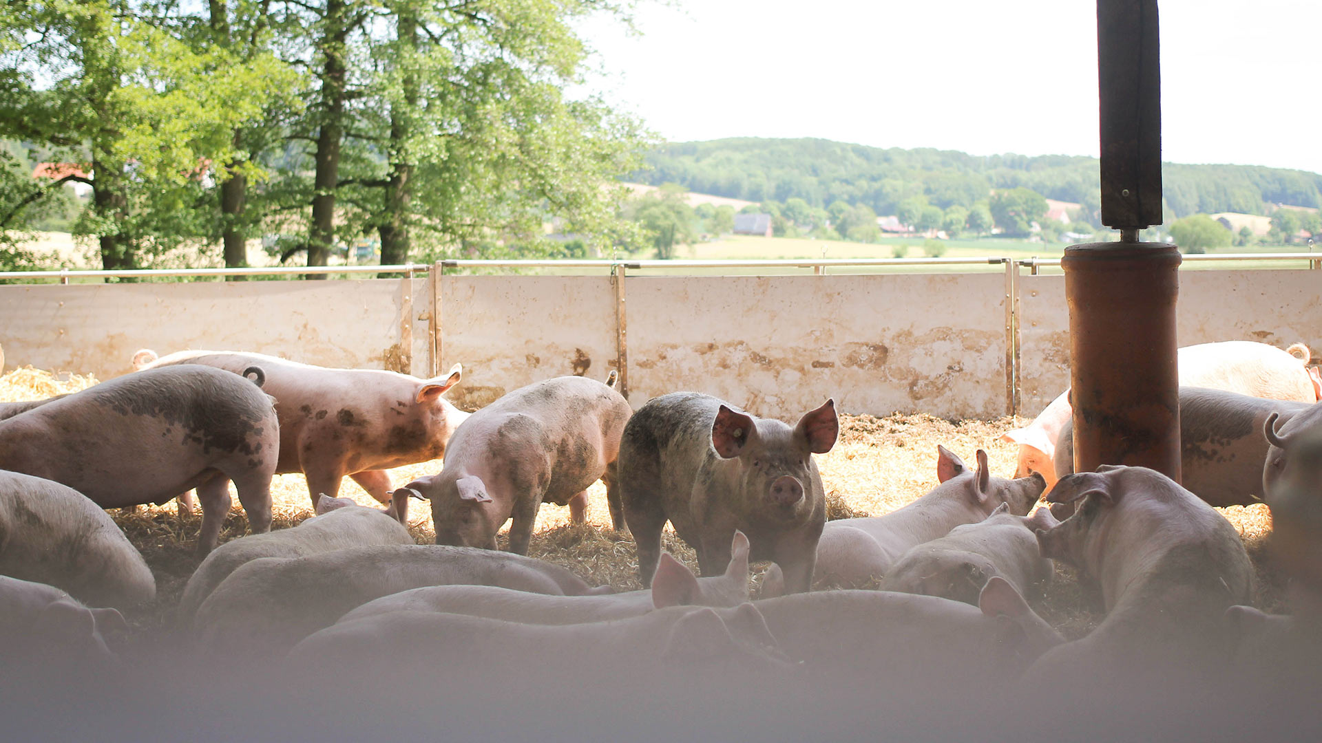 Schweine im Stroh-Auslauf