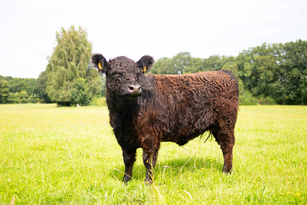 Galloway-Bulle auf Weide