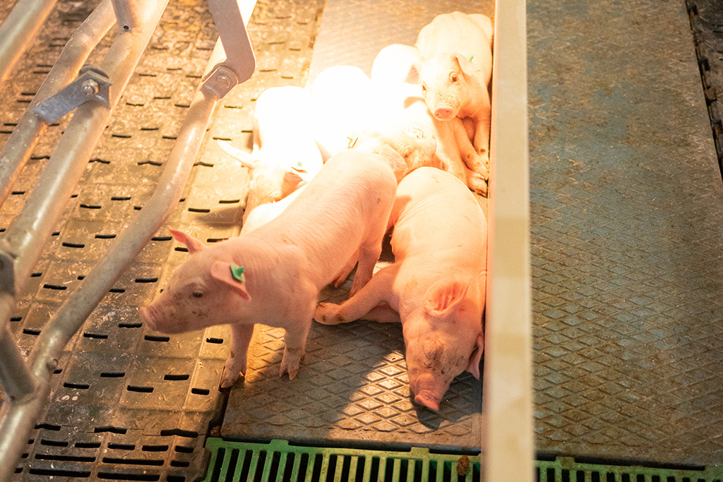 Ferkel erkunden den Ferkelstall