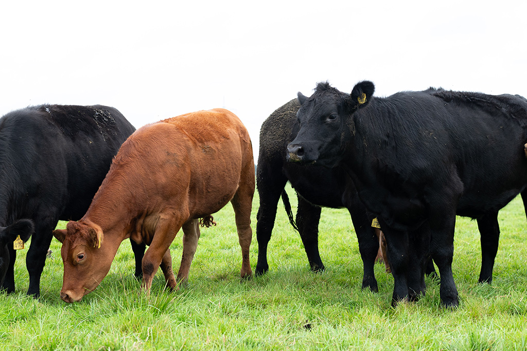 Galloway-Herde auf Weide