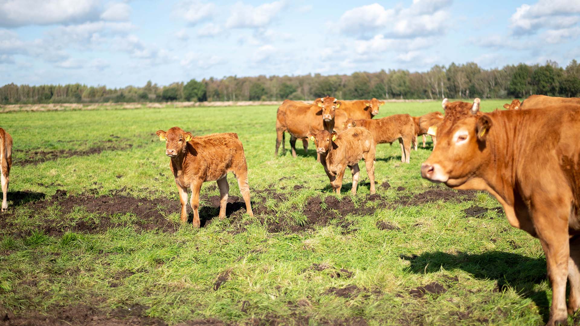 Kälber und Rinder auf einer Weide