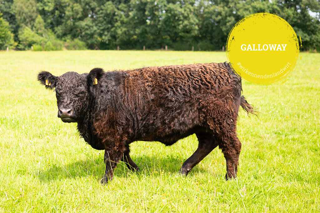Kalieber-Produkte vom Galloway-Rind Galloway-Rind auf Weide