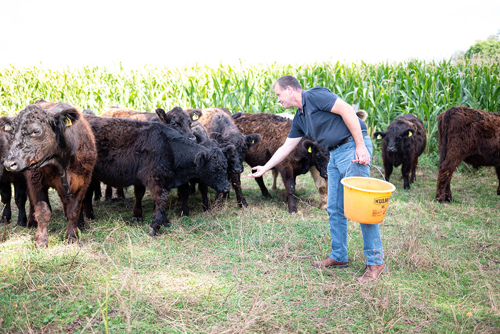 Landwirt mit Galloway-Rindern auf Weide