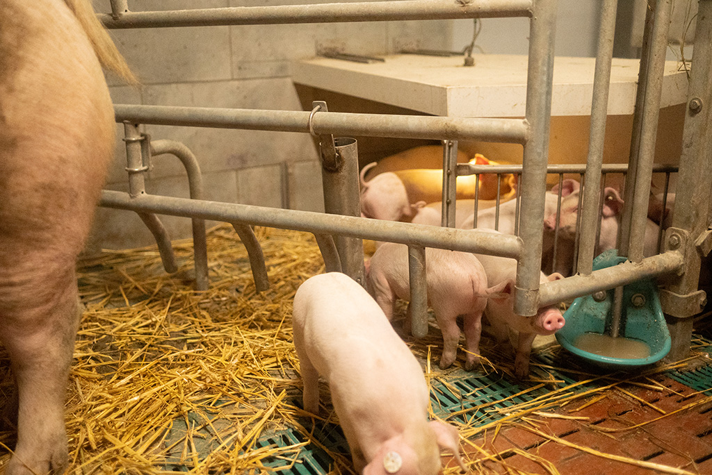 Ferkel im Ferkelstall