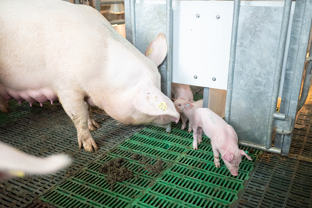 Sauen mit ihren Ferkeln