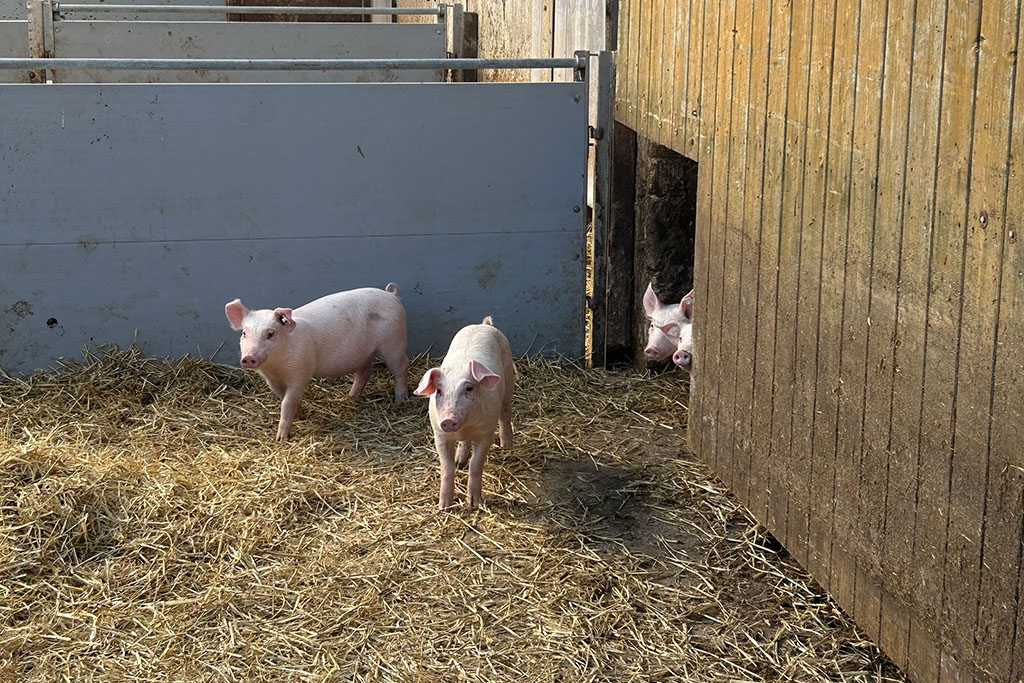 Ferkel im Außenbereich