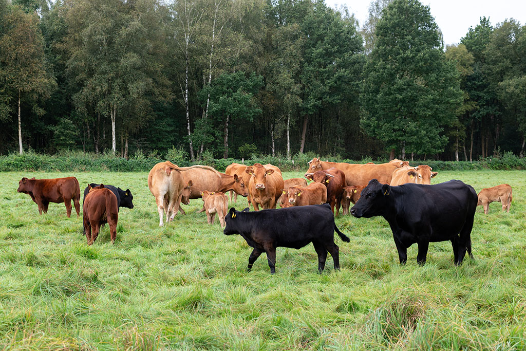 Herde mit Kühen, Rindern und Kälbern, Limousin- und Galloway-Rinder
