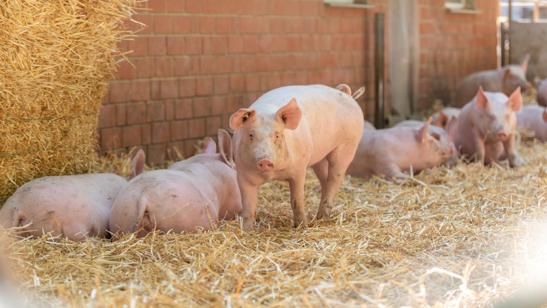Kalieber Aktivstall-Schwein