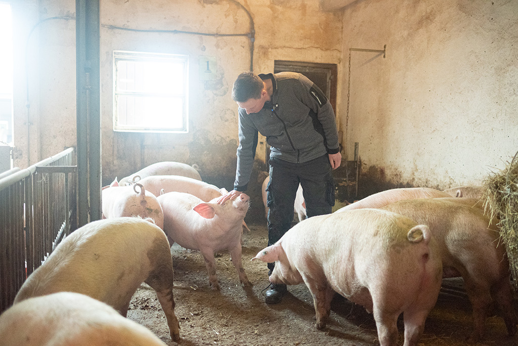 Landwirt zwischen Schweinen im Schweinestall