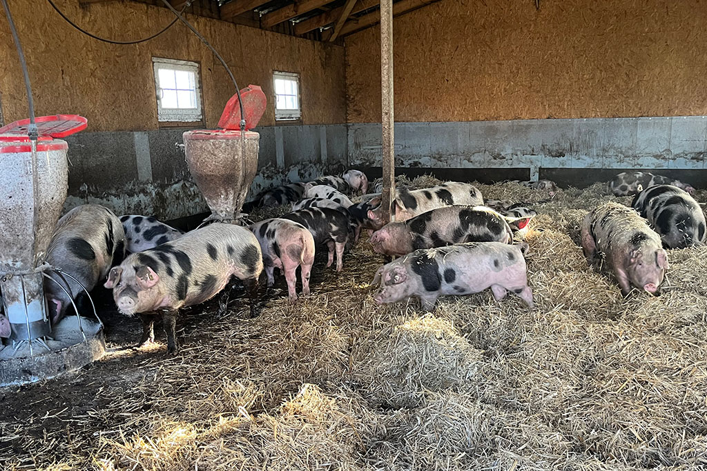 Buntes Bentheimer Schwein von Kalieber