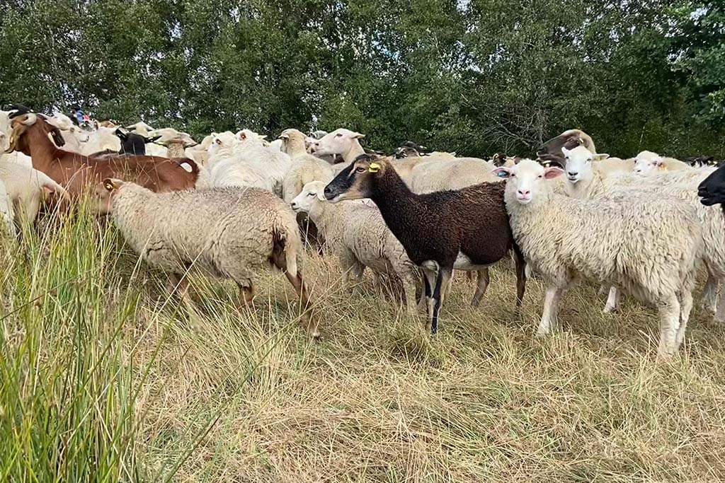 Schafe in Moorlandschaft