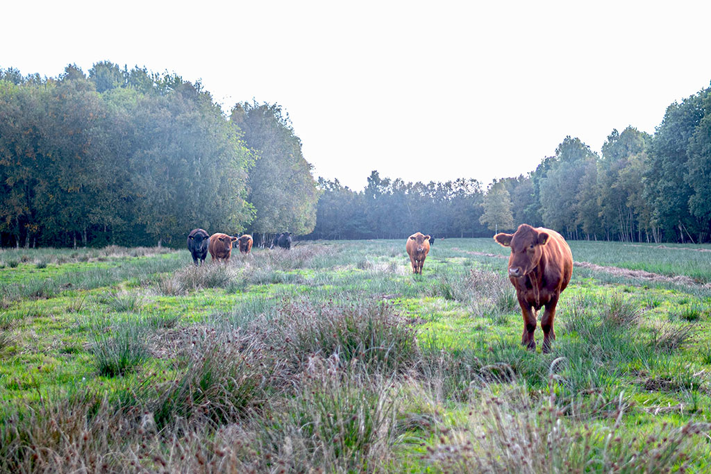 Angus-Rinder auf Weide