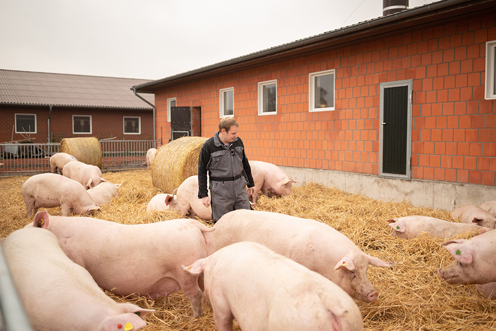 Landwirt mit Sauen im Stroh-Auslauf