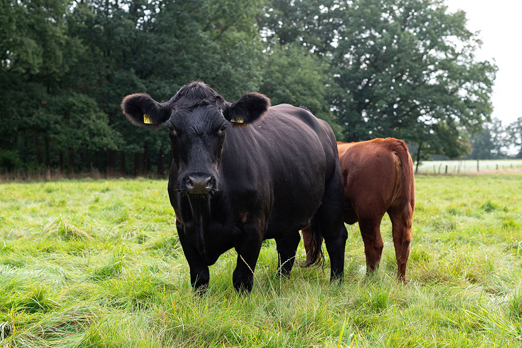 zwei Galloway-Rinder auf Weide