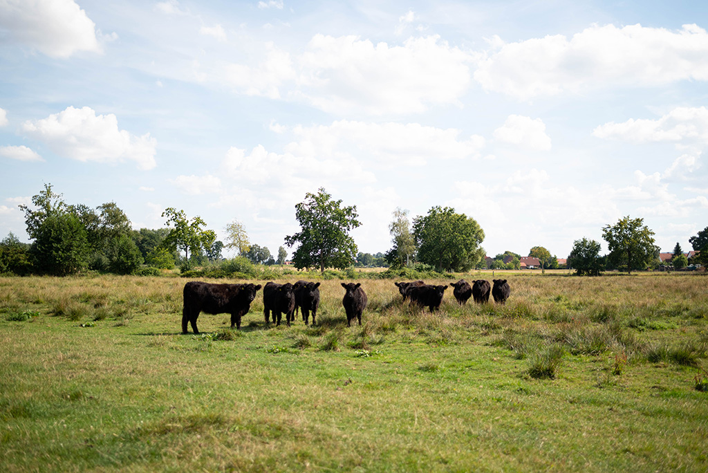 Galloway-Rinder in Weide