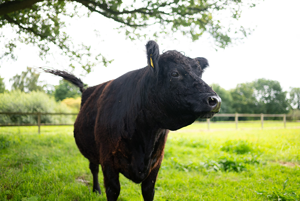 Galloway-Kuh auf Weide